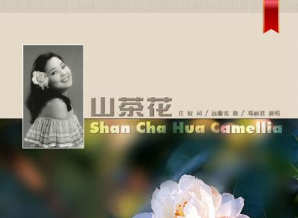 山茶花 / 邓丽君