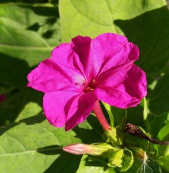 紫茉莉花