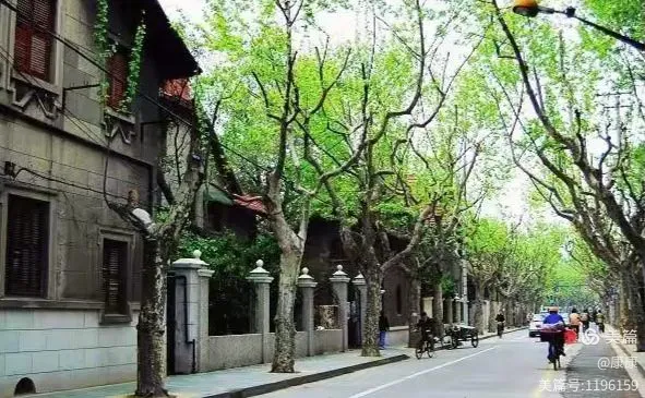 【康康茶室】梧桐深处里的科学回响