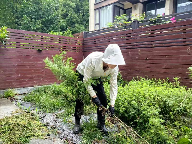 端午拔艾记：细雨端阳，青艾寄情
