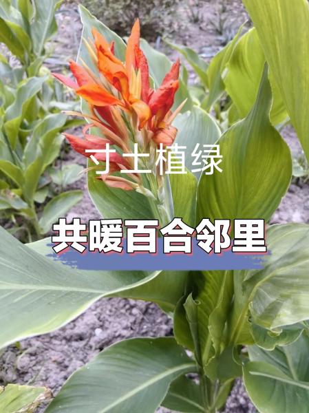 寸土植绿，共暖百合邻里