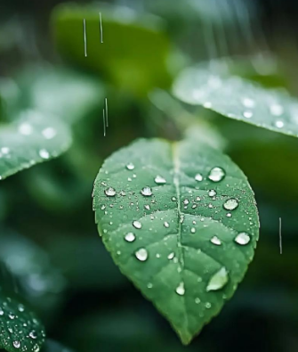 四季雨韵