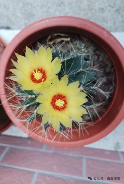 “开花劳模”龙王丸