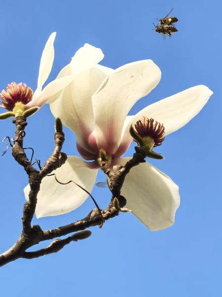 《玉兰守亿岁，初心未曾改》