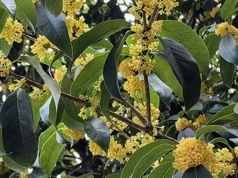 从黄家花园到桂林公园，桂香里一...