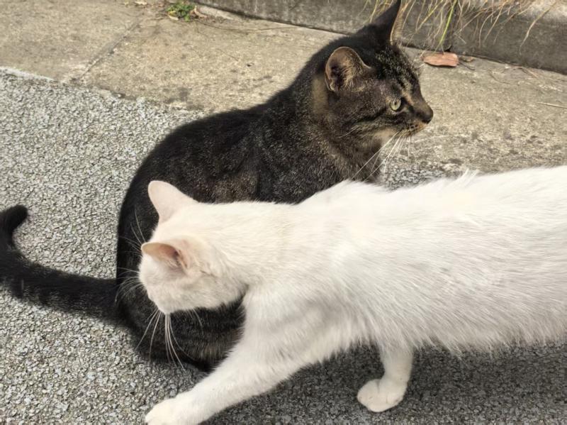 “遛猫”
