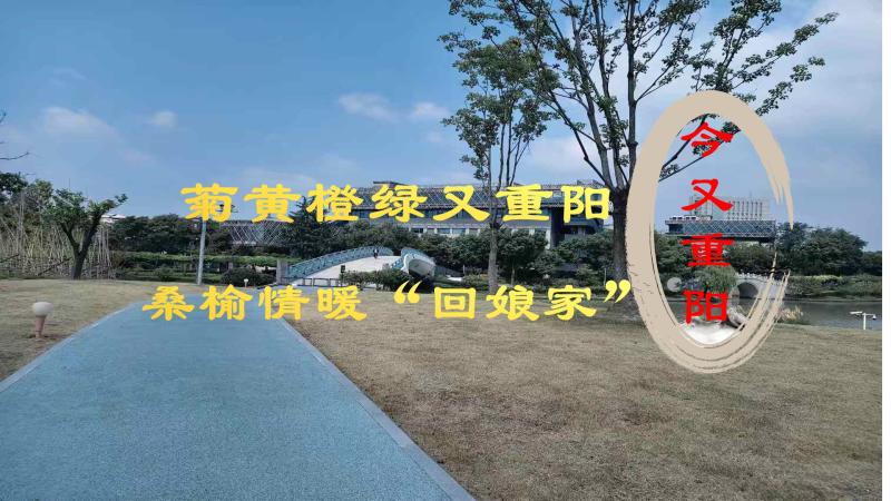 菊黄橙绿又重阳　桑榆情暖“回娘...