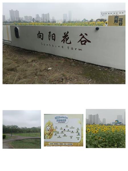 向阳村里疗愈系