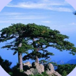 華山論道